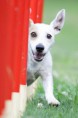 /album/agility/foceni-sbt-fcr-jrt-296-jpg/